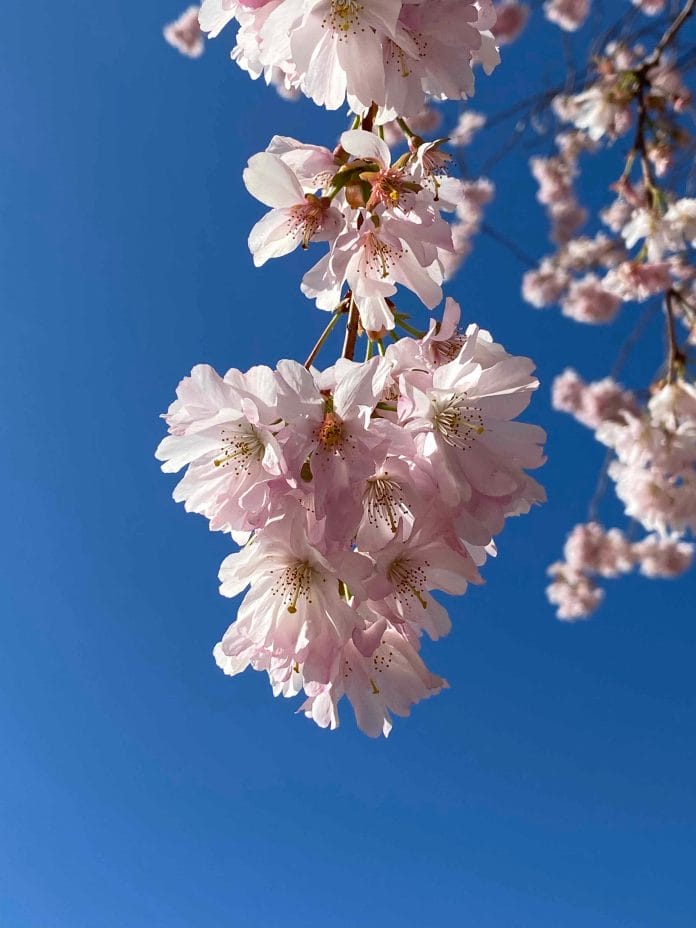 Das Frühlingserwachen mit seiner bunten Blütenvielfalt gibt Mut und Hoffnung in Zeiten des Corona-Virus. (Bid: Thorsten Claus)