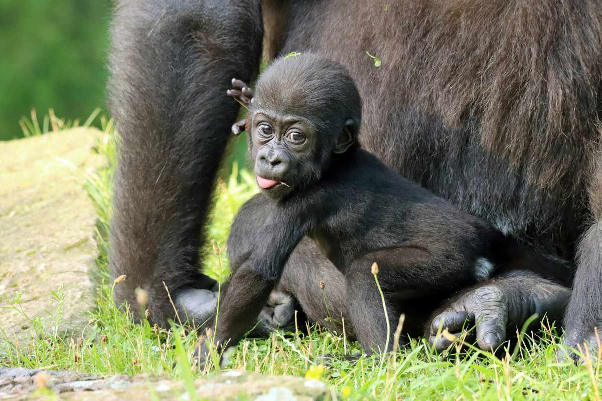 Zoo, Besuch im Berliner Zoo