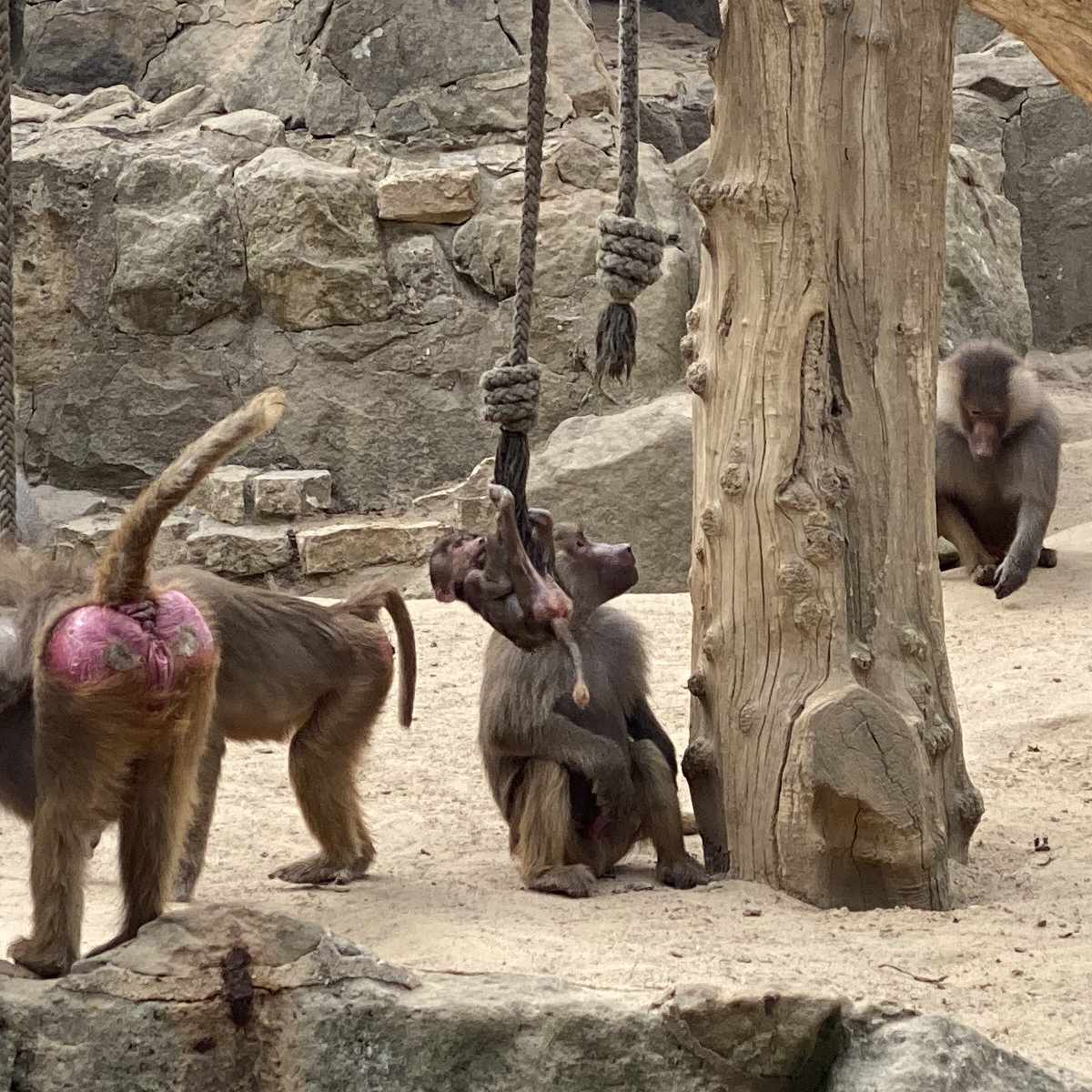 Zoo, Besuch im Berliner Zoo