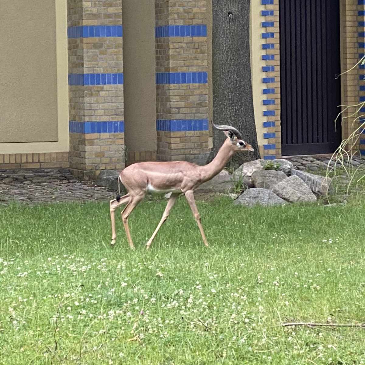 Zoo, Besuch im Berliner Zoo