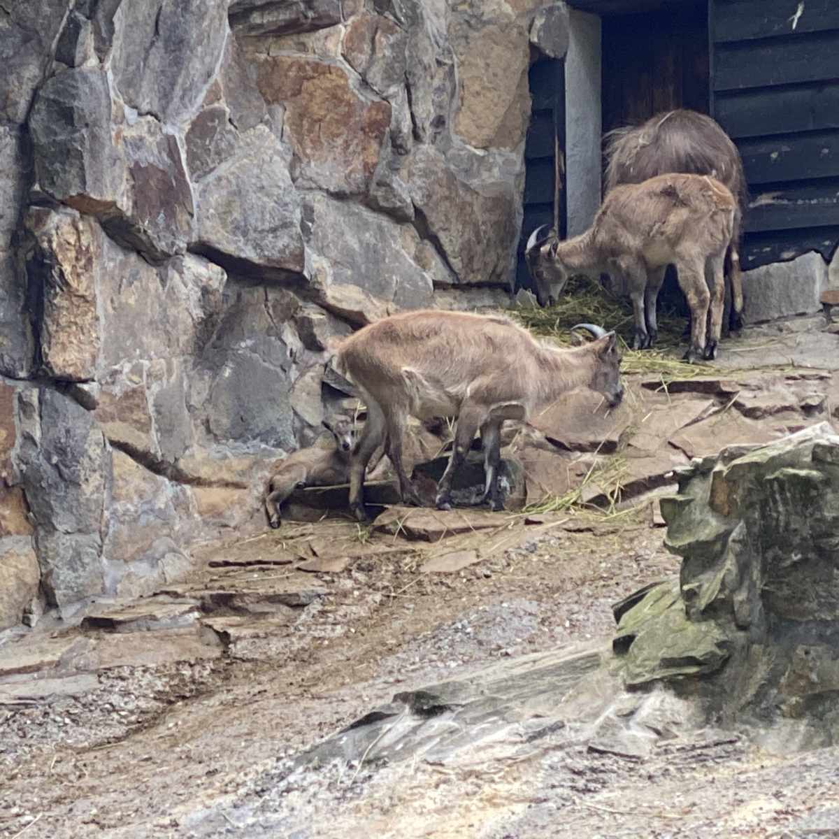Zoo, Besuch im Berliner Zoo