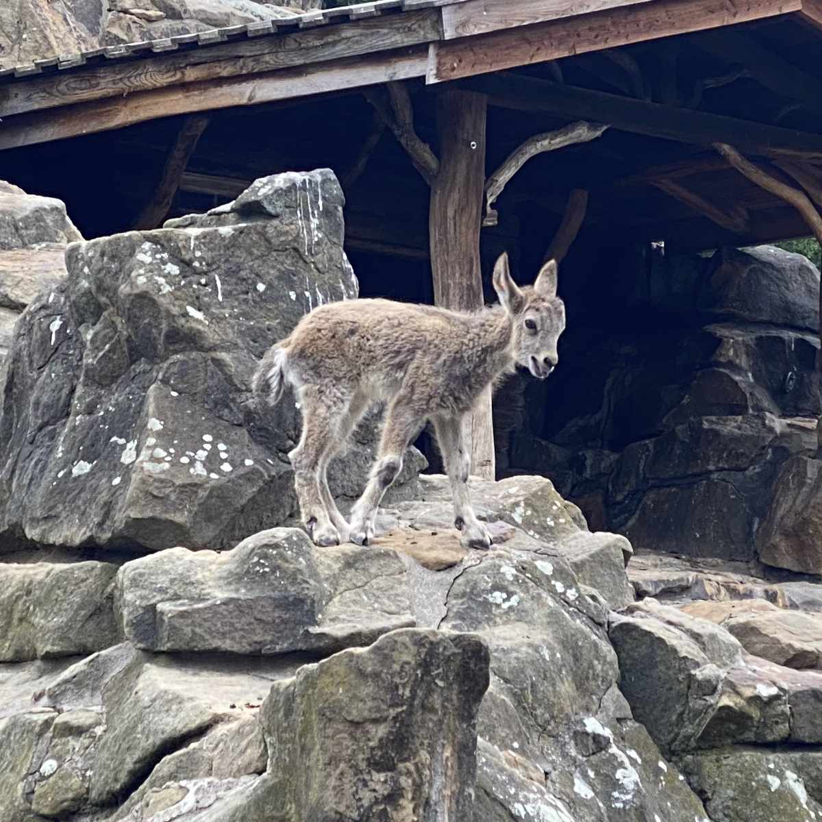 Zoo, Besuch im Berliner Zoo