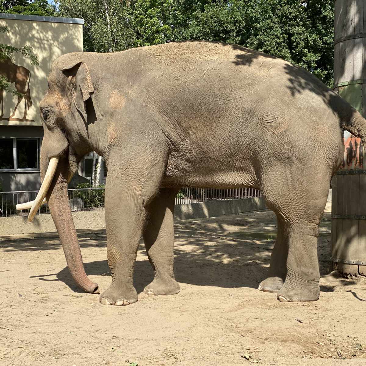 Zoo, Besuch im Berliner Zoo