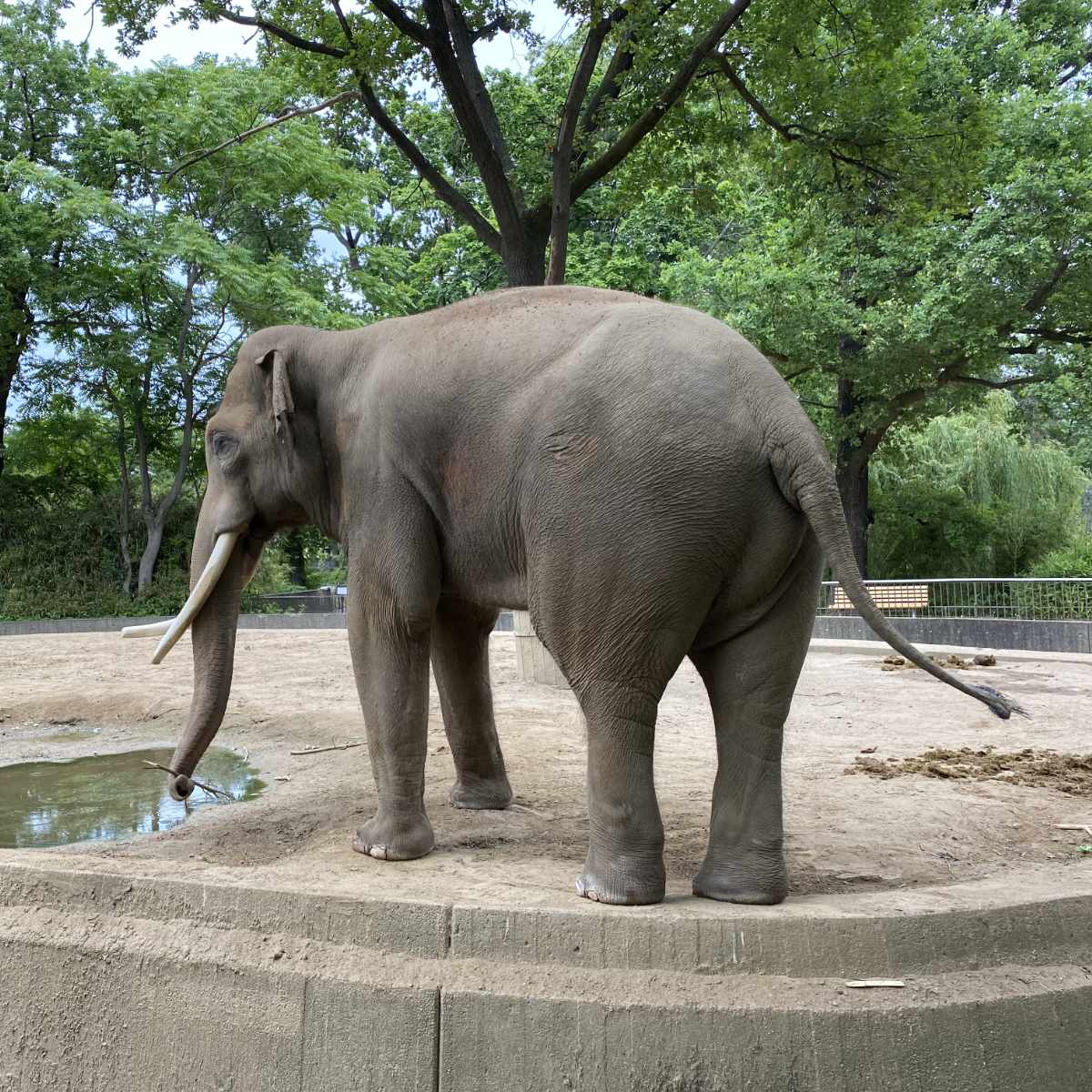 Zoo, Besuch im Berliner Zoo