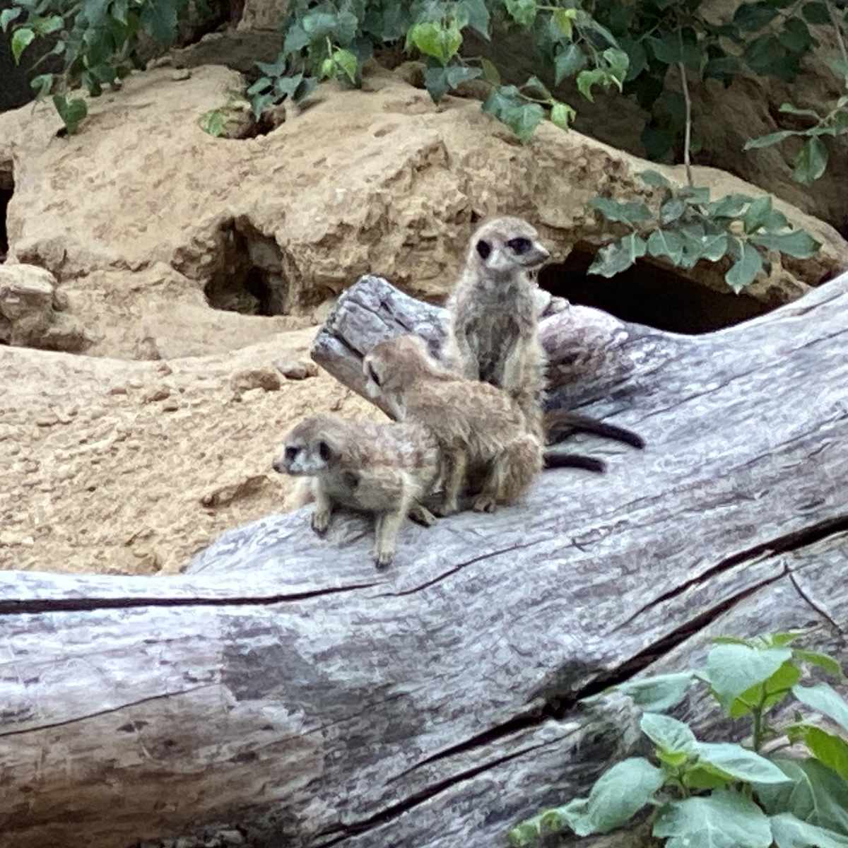 Zoo, Besuch im Berliner Zoo