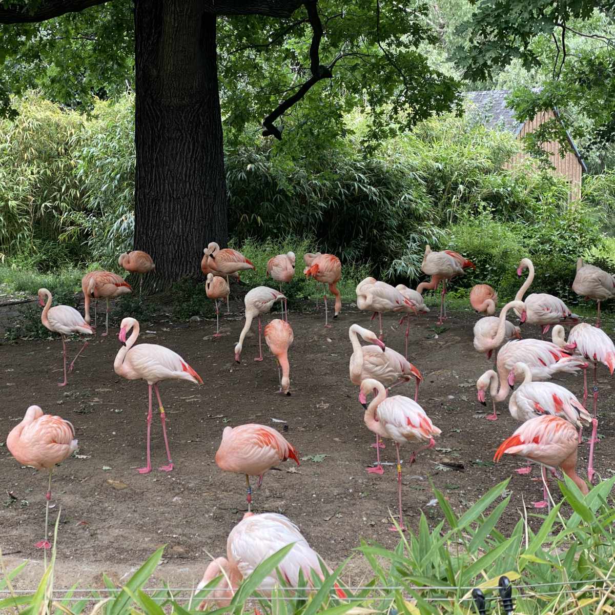 Zoo, Besuch im Berliner Zoo
