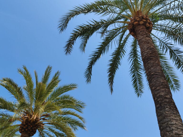 Urlaub mit Kind Fergus Club Europa auf Mallorca. (Bild: Thorsten Claus)